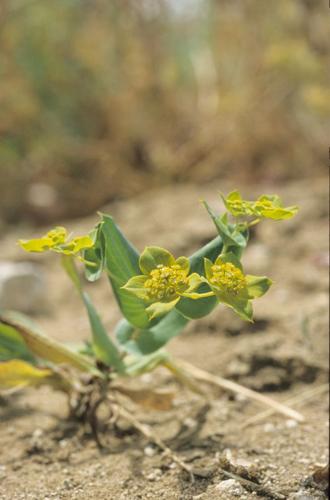 Bupleurum subovatum Link ex Sprengel © PACHES Gilles