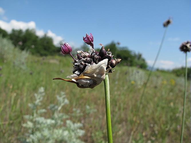 Allium scorodoprasum L. © BILLARD Gilbert