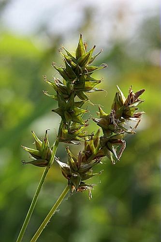 Carex spicata Hudson © PACHES Gilles