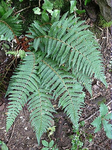 Polystichum setiferum (ForsskÅl) Woynar © VILLARET Jean-Charles