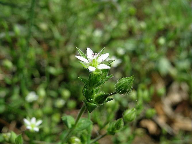 Arenaria serpyllifolia L. © VILLARET Jean-Charles