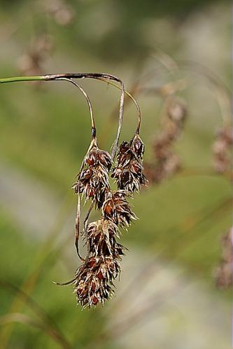 Luzula nutans (Vill.) Duval-Jouve © PACHES Gilles