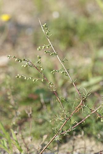 Artemisia campestris L. © BONNET Véronique