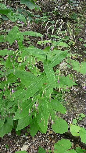 Prenanthes purpurea L. © GARRAUD Luc