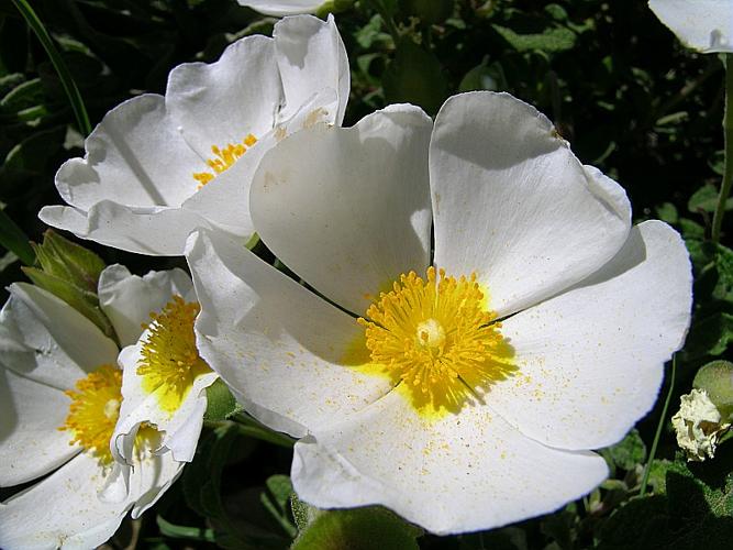 Cistus salviifolius L. © VILLARET Jean-Charles