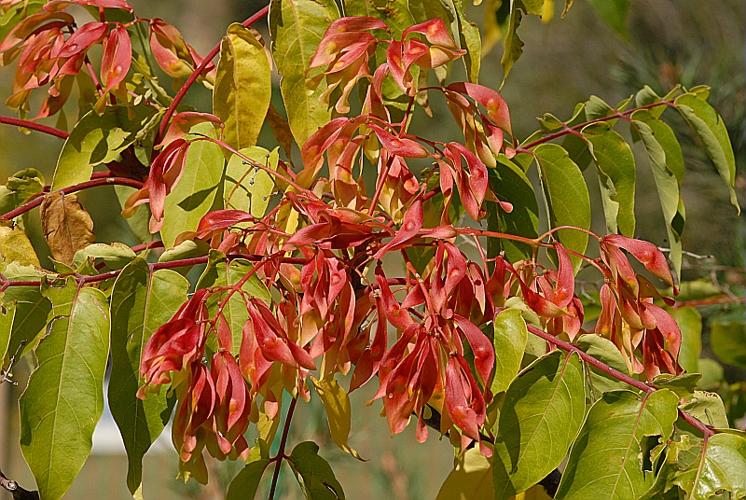 Ailanthus altissima (Miller) Swingle © DALMAS Jean-Pierre