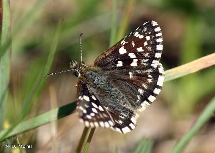 <i>Pyrgus malvae</i> (Linnaeus, 1758) © D. Morel