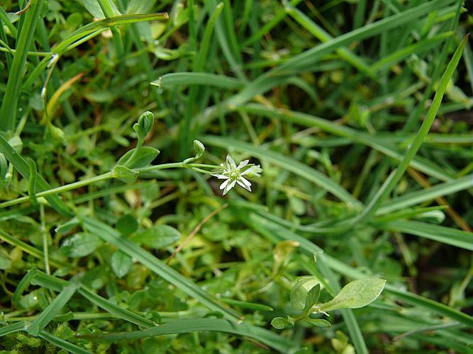 Stellaria alsine Grimm, 1767 © MIKOLAJCZAK Alexis