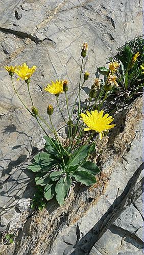 Hieracium lawsonii Vill. gr. © GARRAUD Luc