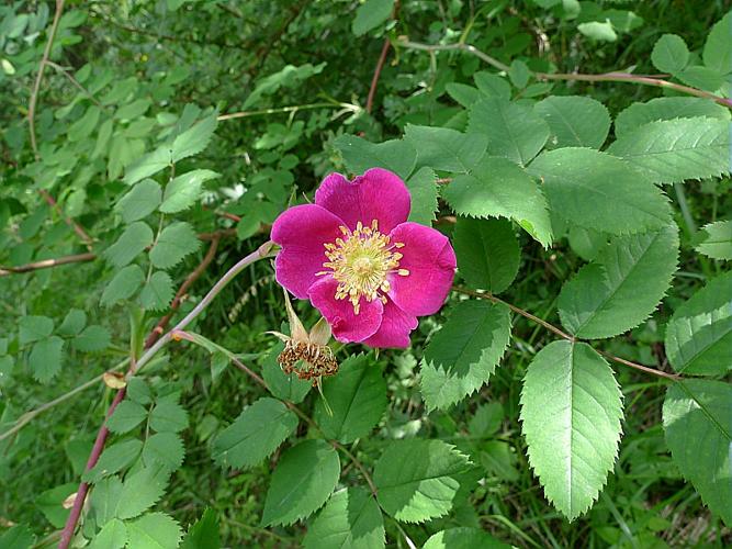 Rosa pendulina L., 1753 © ABDULHAK Sylvain