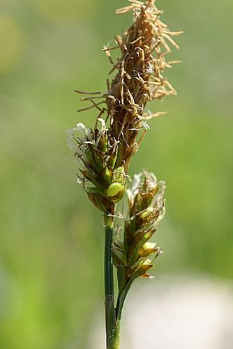 Carex caryophyllea Latourr. © PACHES Gilles