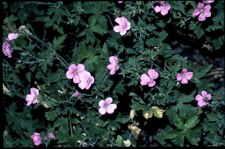 Geranium endressii Gay © DALMAS Jean-Pierre