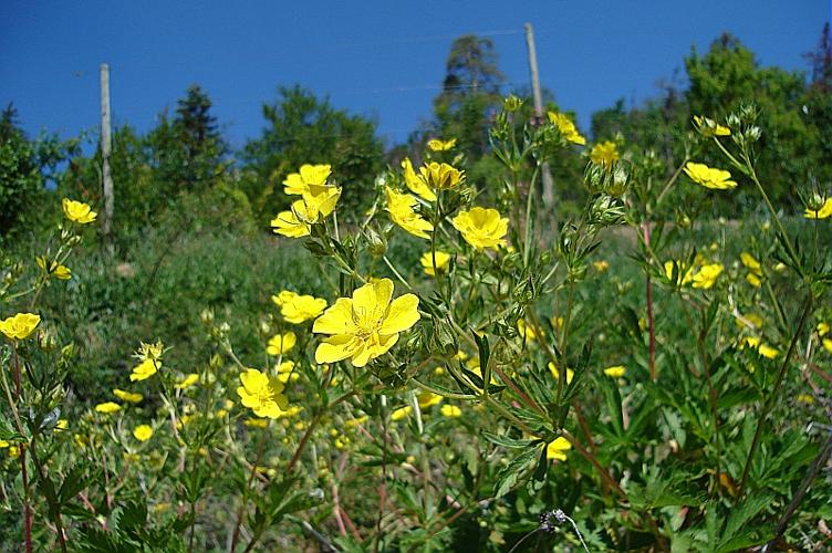 Potentilla delphinensis Gren. & Godron © HOUARD Françoise