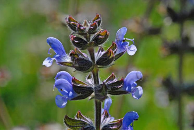 Salvia verbenaca © DALMAS Jean-Pierre