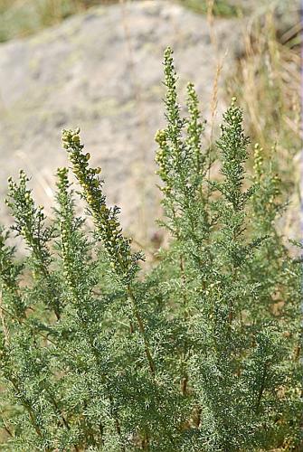 Artemisia chamaemelifolia Vill. subsp. chamaemelifolia © DALMAS Jean-Pierre