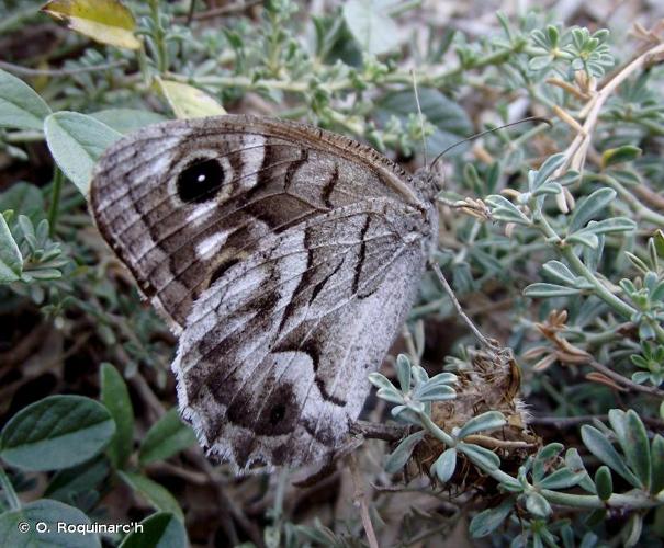 <i>Hipparchia fidia</i> (Linnaeus, 1767) © O. Roquinarc'h