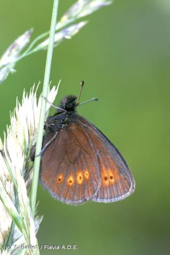 <i>Erebia melampus</i> (Fuessly, 1775) © Y. Baillet / Flavia A.D.E.