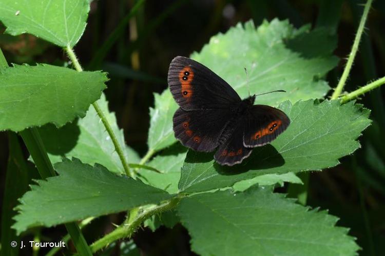 <i>Erebia aethiops</i> (Esper, 1777) © J. Touroult