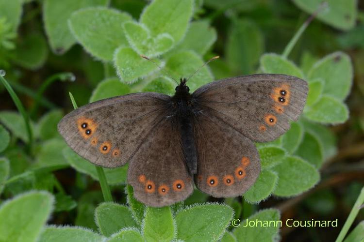 <i>Erebia medusa</i> (Denis & Schiffermüller, 1775) © Johann Cousinard