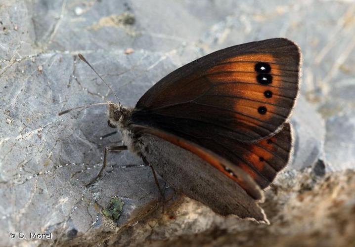 <i>Erebia scipio</i> Boisduval, 1833 © D. Morel