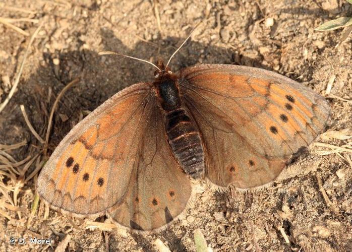 <i>Erebia pandrose</i> (Borkhausen, 1788) © D. Morel