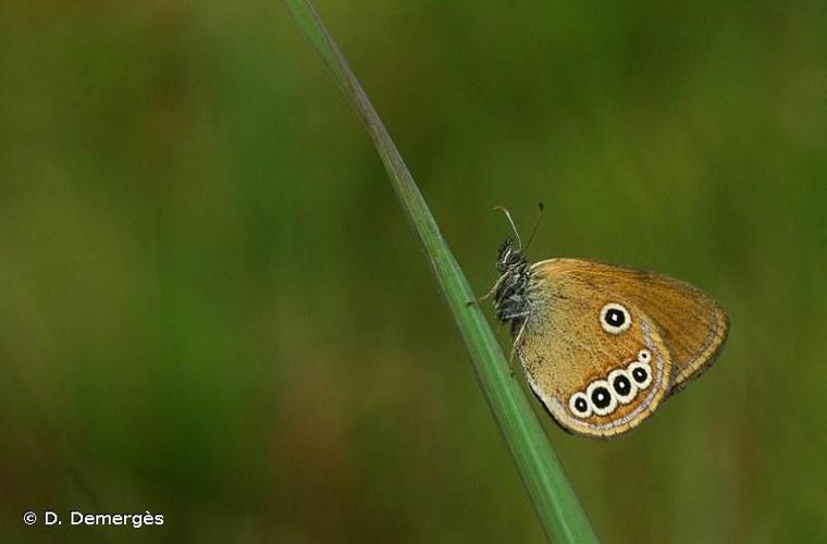 <i>Coenonympha oedippus</i> (Fabricius, 1787) © D. Demergès