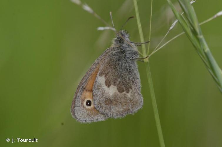 <i>Coenonympha pamphilus</i> (Linnaeus, 1758) © J. Touroult