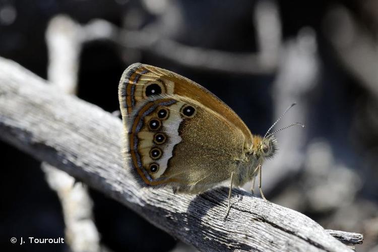 <i>Coenonympha dorus</i> (Esper, 1782) © J. Touroult