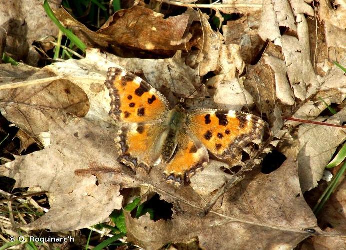 <i>Nymphalis polychloros</i> (Linnaeus, 1758) © O. Roquinarc'h