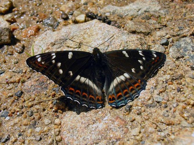 <i>Limenitis populi</i> (Linnaeus, 1758) © A. Lévêque