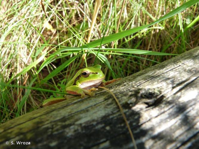 <i>Hyla arborea arborea</i> (Linnaeus, 1758) © S. Wroza