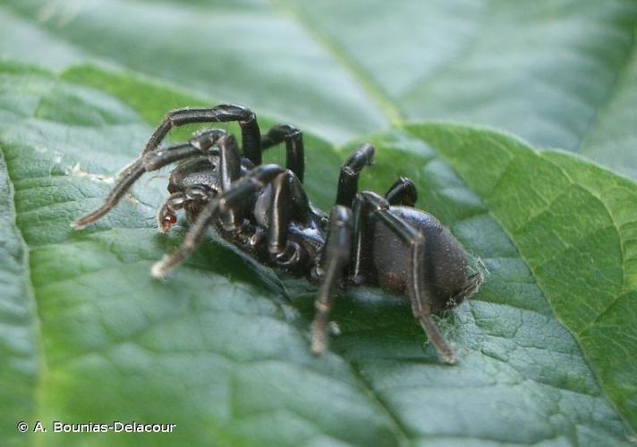 <i>Atypus piceus</i> (Sulzer, 1776) © A. Bounias-Delacour