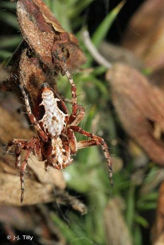 <i>Oxyopes ramosus</i> (Martini & Goeze, 1778) © J-J. Tilly