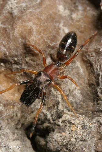 <i>Myrmarachne formicaria</i> (De Geer, 1778) © J-J. Tilly