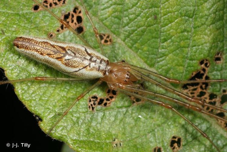 <i>Tetragnatha montana</i> Simon, 1874 © J-J. Tilly