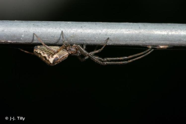 <i>Tetragnatha obtusa</i> C.L. Koch, 1837 © J-J. Tilly