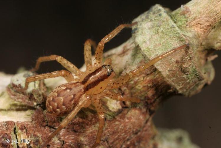 <i>Hygrolycosa rubrofasciata</i> (Ohlert, 1865) © J-J. Tilly