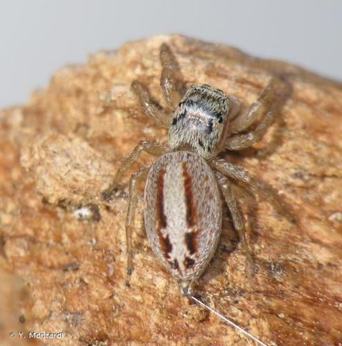 <i>Icius hamatus</i> (C.L. Koch, 1846) © Y. Montardi