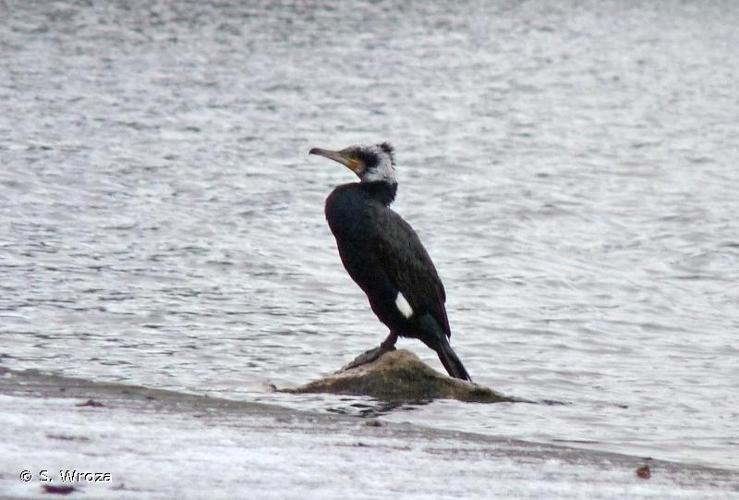 <i>Phalacrocorax carbo sinensis</i> (Staunton, 1796) © S. Wroza