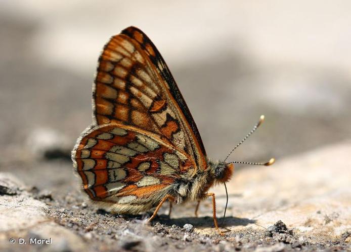 <i>Euphydryas intermedia</i> (Ménétriès, 1859) © D. Morel