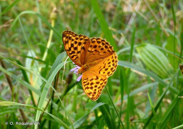 <i>Argynnis paphia</i> (Linnaeus, 1758) © O. Roquinarc'h