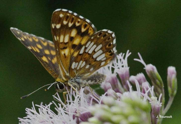 <i>Hamearis lucina</i> (Linnaeus, 1758) © J. Touroult