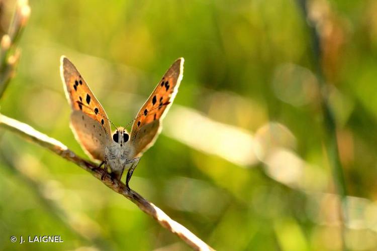 <i>Lycaena phlaeas</i> (Linnaeus, 1761) © J. LAIGNEL