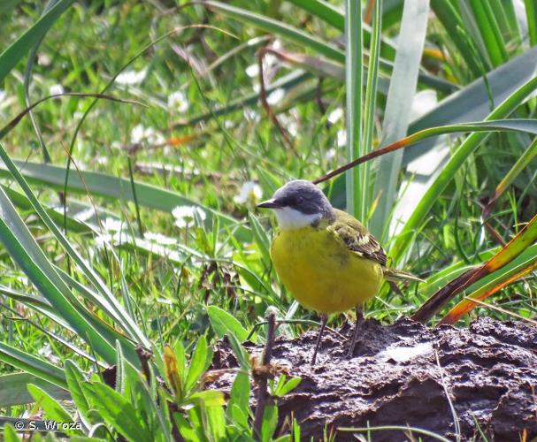 <i>Motacilla flava cinereocapilla</i> Savi, 1831 © S. Wroza