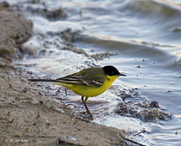 <i>Motacilla flava feldegg</i> Michahelles, 1830 © S. Wroza