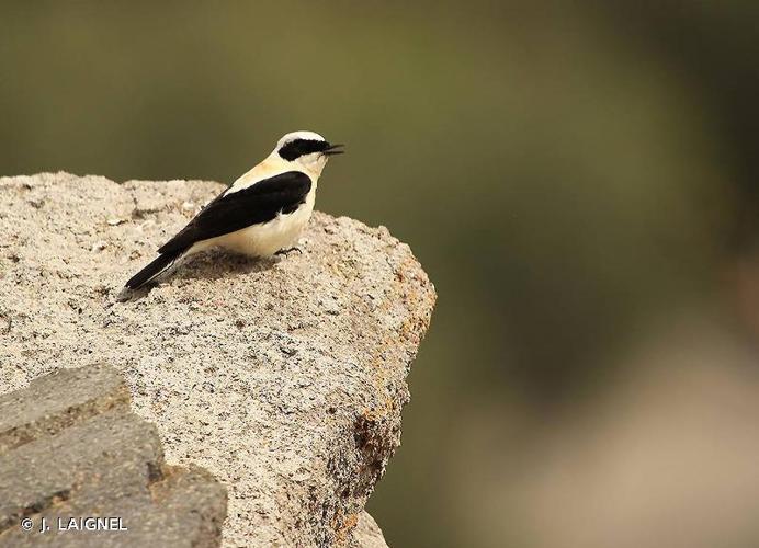 <i>Oenanthe hispanica</i> (Linnaeus, 1758) © J. LAIGNEL