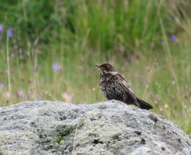 <i>Turdus torquatus alpestris</i> (Brehm, 1831) © S. Wroza