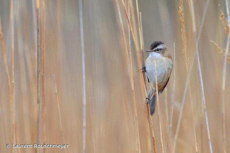 <i>Acrocephalus melanopogon</i> (Temminck, 1823) © Laurent Rouschmeyer