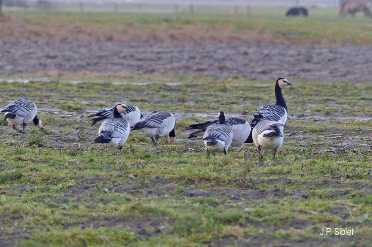 <i>Branta leucopsis</i> (Bechstein, 1803) © J.P. Siblet