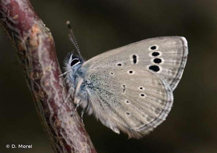 <i>Glaucopsyche melanops</i> (Boisduval, 1828) © D. Morel